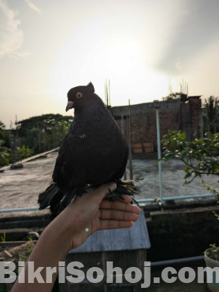 কালো লক্ষা ডাবল লেয়ারের স্প্রিং গলা